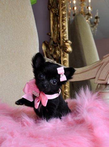 Tiny Teacup Chihuahua<br>Adorable Black Princess<br>Sold Moving to Merritt Island