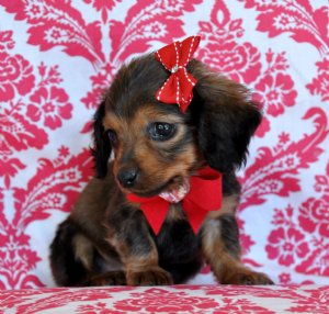 Tiny Miniature Dachshund Princess<br>WOW SO Cute!<br>SOLD Found a loving home in Ocala