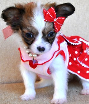 Tiny Papillon Puppy<br>20 oz Princess<br>Sold Moving to Brookesville