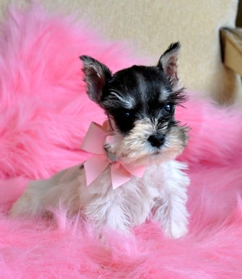 Tiny Toy Schnauzer<br>Beautiful Party Princess<br>1.6 lb at 8 weeks!<br>SOLD Found Loving New Family.