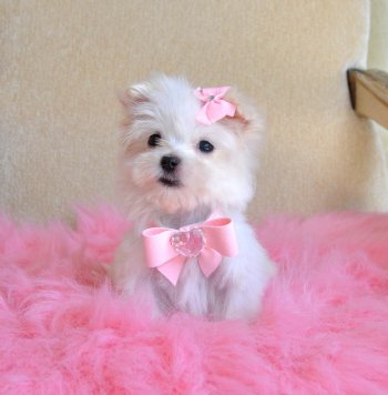 Tiny Teacup Maltese<br>16 oz at 9 weeks<br>So Adorable<br>She fits in the palm of your hand<br> SOLD, Moving to Miami