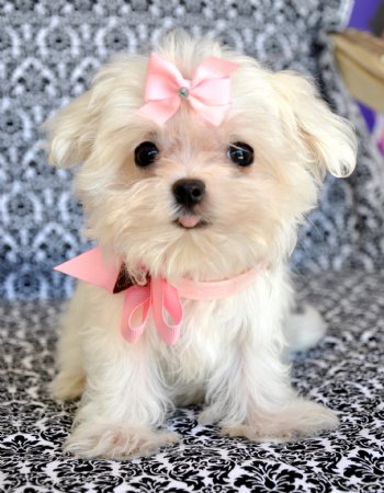 Tiny Teacup Maltese<br>Too Cute for Words!!<br>Stunning Bright White Princess!<br>20 oz at 12 weeks<br>AKC Champion Bloodlines<br>Sold