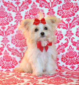 Tiny Teacup Maltipoo Princess<br>1.10 lb at 19 weeks<br>Absolutely Adorable!!<br> SOLD! Moving to Michigan!