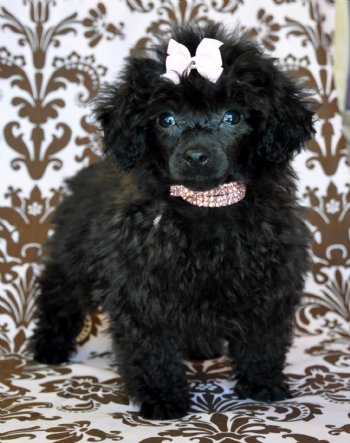 black toy poodle full grown