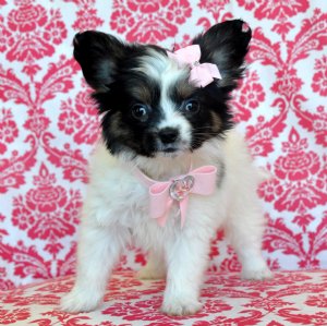 Tiny Papillon Princess<br>What a Cutie!<br>1.6 lb at 8 weeks<br>SOLD Found Loving New Family!