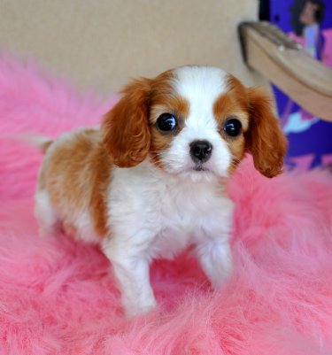 Tiny King Charles Spaniel Puppy<br> SOLD, Moving to Panama City!