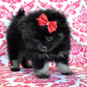 Teacup Pomeranian Princess<br>SOLD to a fabulous mommy in Georgia