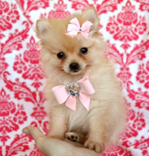 Tiny Teacup Cream Pomeranian Princess<br>Adorable little teddy bear face!!<br>Tiny, Tiny, Tiny!!<br> SOLD!! Moving to Miami!!