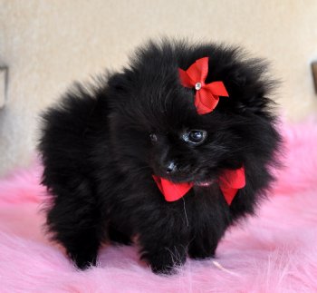 Tiny Pomeranian Puppy<br>Tiny Black Princess 1.5 lb at 8 weeks<br>Gorgeous!!<br>SOLD