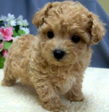 Stunning Maltipoo Princess<br>She is Stunning!!<br>Beautiful Apricot Coat SOLD!!