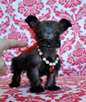 Micro Teacup Schnoodle Prince<br>2 lbs at 14 weeks!<br>Fits in the palm of your hand!<br>SOLD!  Moving to Canada!