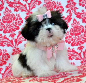 Tiny Imperial Shihtzu Princess <br>3lbs at 13 weeks!<br>She is Adorable!! SOLD! Moving to Miami!!
