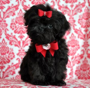 Tiny Shihpoo Princess<br>Amazing Lush Black Coat!<br>1.9 lb at 10 weeks<br>SOLD Moving to Gainesville, FL