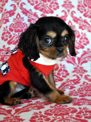 Tiny Toy King Charles Spaniel Puppy<br>1.4 lb @ 8 weeks<br>SOLD Found a loving new family.