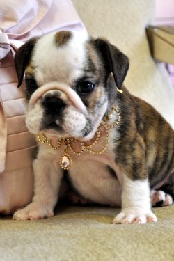 Tiny English Bulldog Puppies for sale Florida<br> SOLD Found a loving home in Ocala